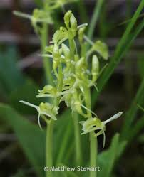 Attēlu rezultāti vaicājumam “Liparis loeselii flower”
