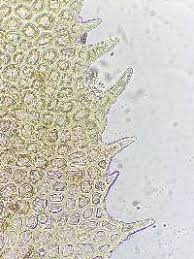 Attēlu rezultāti vaicājumam “Scapania nemorea”