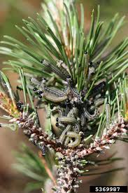 Attēlu rezultāti vaicājumam “Neodiprion sertifer larva”