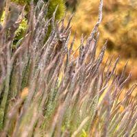 Attēlu rezultāti vaicājumam “Cladonia cornuta”