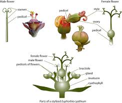 Attēlu rezultāti vaicājumam “Euphorbiaceae”