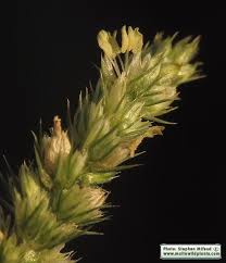 Attēlu rezultāti vaicājumam “Amaranthus retroflexus flower”