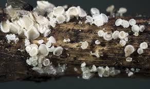 Attēlu rezultāti vaicājumam “Lachnum virgineum”