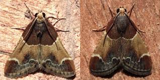 Attēlu rezultāti vaicājumam “Pyralis farinalis”