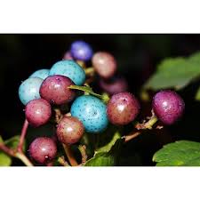 Attēlu rezultāti vaicājumam “Ampelopsis glandulosa var. brevipedunculata”