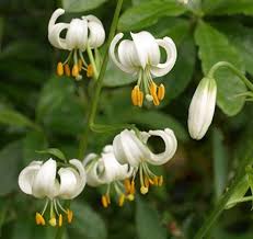 Image result for Lilium martagon Alba