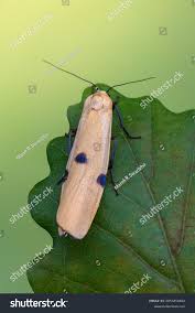 Attēlu rezultāti vaicājumam “Lithosia quadra female”