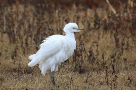 Attēlu rezultāti vaicājumam “Bubulcus ibis”