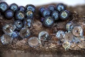 Attēlu rezultāti vaicājumam “Lamproderma debile spores”