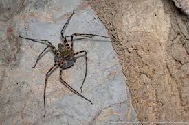 Attēlu rezultāti vaicājumam “Sparassidae”