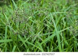Attēlu rezultāti vaicājumam “Scirpus sylvaticus bud”