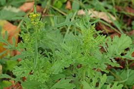 Attēlu rezultāti vaicājumam “Jacobaea vulgaris”