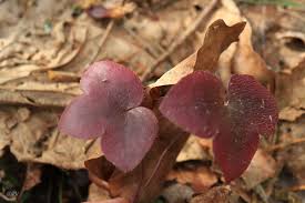 Attēlu rezultāti vaicājumam “Hepatica nobilis leaf”