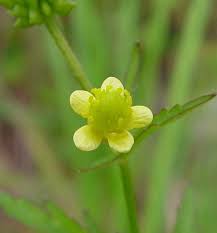 Attēlu rezultāti vaicājumam “Ranunculus brunnescens”
