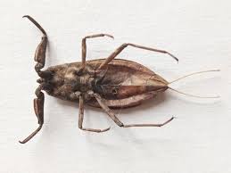 Attēlu rezultāti vaicājumam “Nepa cinerea nymph”