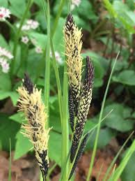 Attēlu rezultāti vaicājumam “Carex elata flower”