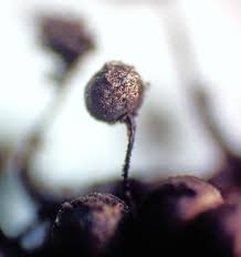 Attēlu rezultāti vaicājumam “Collaria arcyrionema spores”