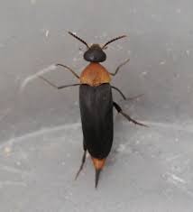 Attēlu rezultāti vaicājumam “Mordellidae”