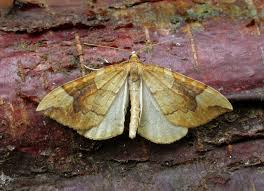 Attēlu rezultāti vaicājumam “Eulithis populata”