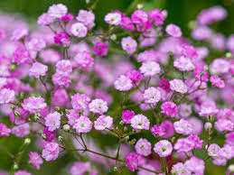 Attēlu rezultāti vaicājumam “Gypsophila fastigiata leaf”