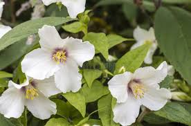 Attēlu rezultāti vaicājumam “Philadelphus lemoinei flower”