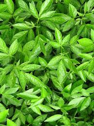 Attēlu rezultāti vaicājumam “Leguminosae”