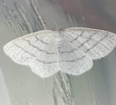 Attēlu rezultāti vaicājumam “Cabera exanthemata male”