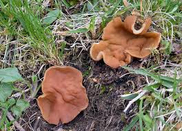 Attēlu rezultāti vaicājumam “Octosporella jungermanniarum”