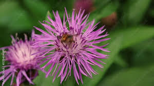Attēlu rezultāti vaicājumam “Centaurea jacea leaf”