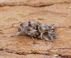 Attēlu rezultāti vaicājumam “Calophasia lunula larva”