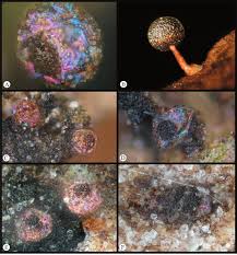 Attēlu rezultāti vaicājumam “Licea minima sessile”