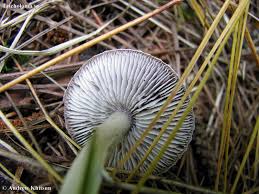 Attēlu rezultāti vaicājumam “Tricholoma sp.”