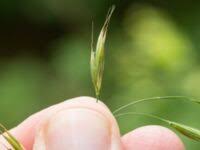 Attēlu rezultāti vaicājumam “Bromopsis benekenii”