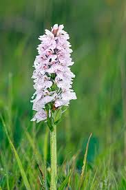 Attēlu rezultāti vaicājumam “Dactylorhiza maculata”