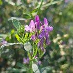 Attēlu rezultāti vaicājumam “Medicago x varia  flower”