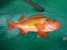 Image result for Sebastes fasciatus