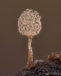 Attēlu rezultāti vaicājumam “Diderma floriforme stalked”