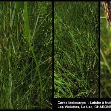 Attēlu rezultāti vaicājumam “Carex lasiocarpa fruit”