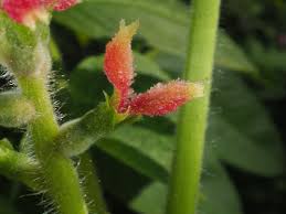 Attēlu rezultāti vaicājumam “Juglans mandshurica female flower”