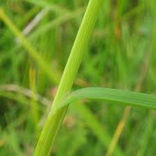 Attēlu rezultāti vaicājumam “Carex disticha”