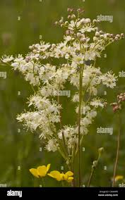 Attēlu rezultāti vaicājumam “Filipendula vulgaris”