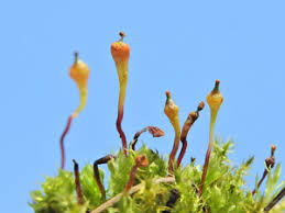 Attēlu rezultāti vaicājumam “Serpoleskea subtilis sporophyte”