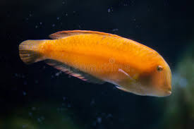 Image result for Xyrichtys novacula