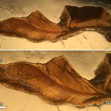 Image result for Petrus rupestris