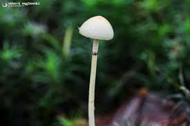 Attēlu rezultāti vaicājumam “Protostropharia alcis”