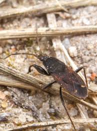 Attēlu rezultāti vaicājumam “Eremocoris plebejus”