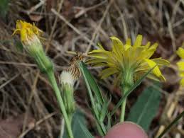 Attēlu rezultāti vaicājumam “Leontodon hispidus fruit”