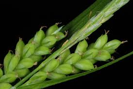 Attēlu rezultāti vaicājumam “Carex appropinquata leaf”