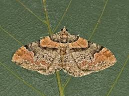 Attēlu rezultāti vaicājumam “Catarhoe rubidata”