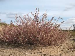 Attēlu rezultāti vaicājumam “Corispermum hyssopifolium”